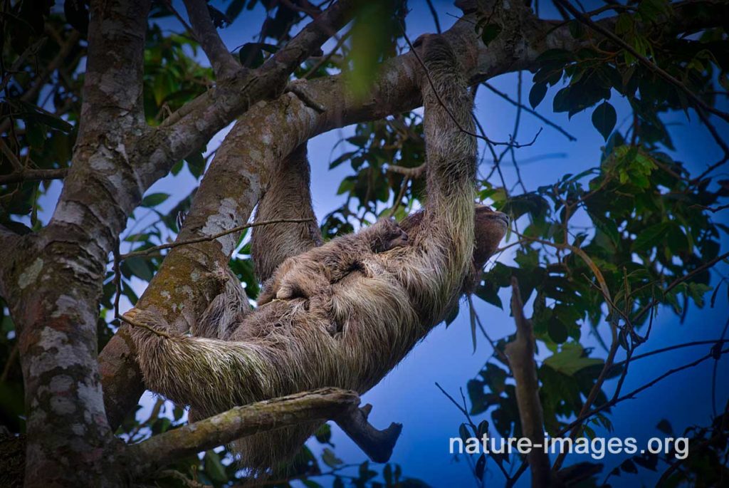 Brown-throated three-toed sloth with baby