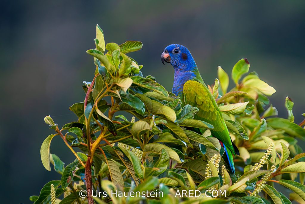 Blue-headed parrot