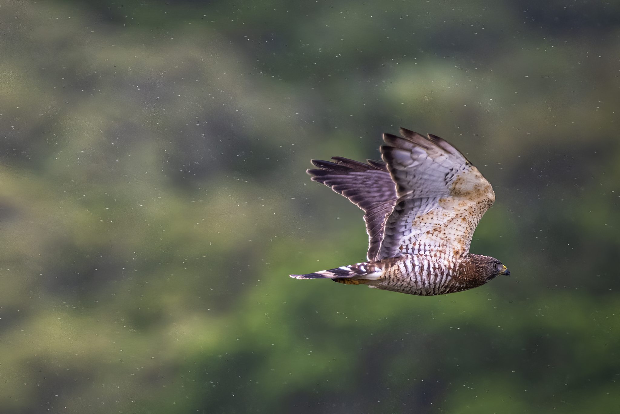 Broadwinged hawk Nature and wildlife image collection