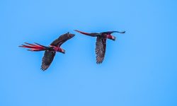 Scarlet macaws in flight