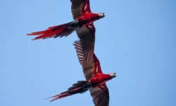 Scarlet macaws in flight